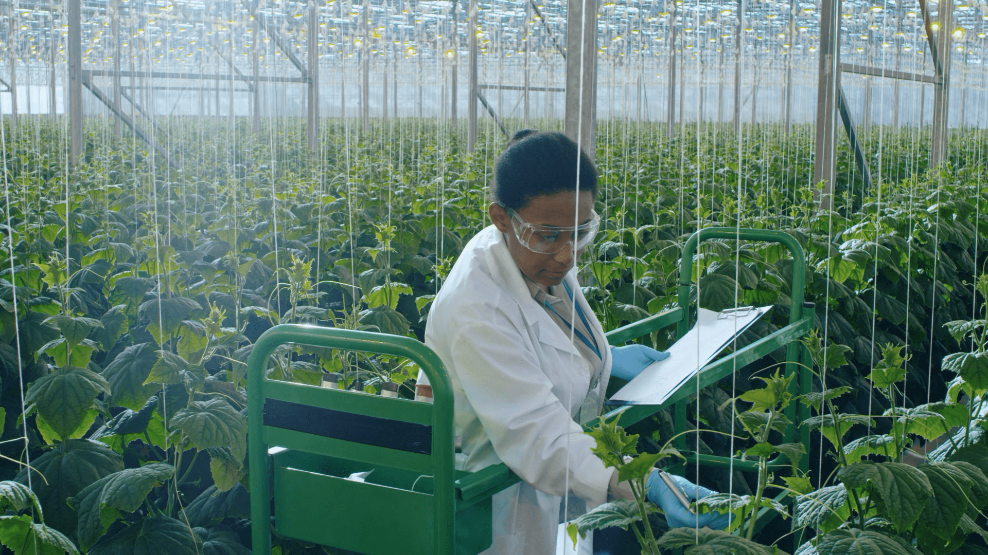 6 - Customer Montage 1 a woman wearing a white lab coat, standing in a greenhouse filled with plants
